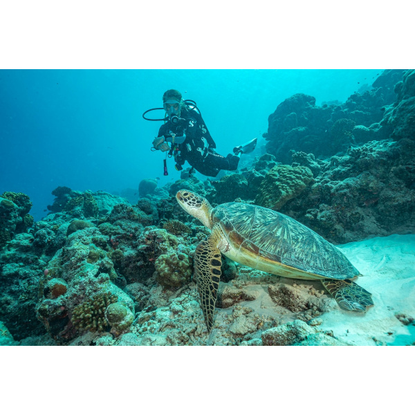 Montre Certina DS Action Diver 38mm Powermatic 80 Sea Turtle Conservancy Special Edition Automatique Cadran Bleu