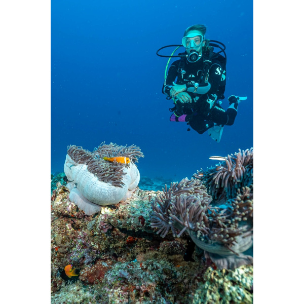 Montre Certina DS Action Diver 38mm Powermatic 80 Sea Turtle Conservancy Special Edition Automatique Cadran Bleu